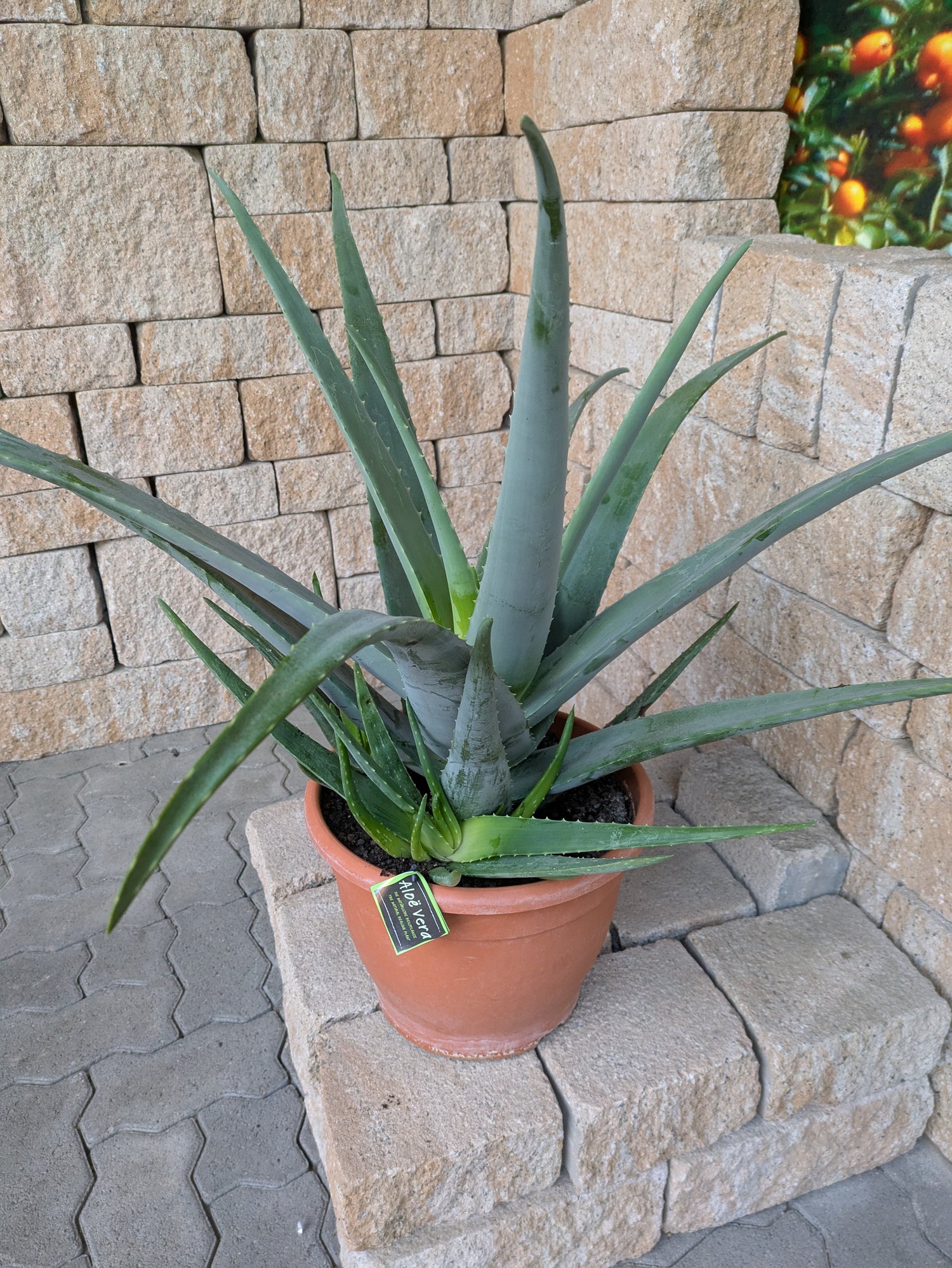 Aloe vera Jumbo im Toskanagarten