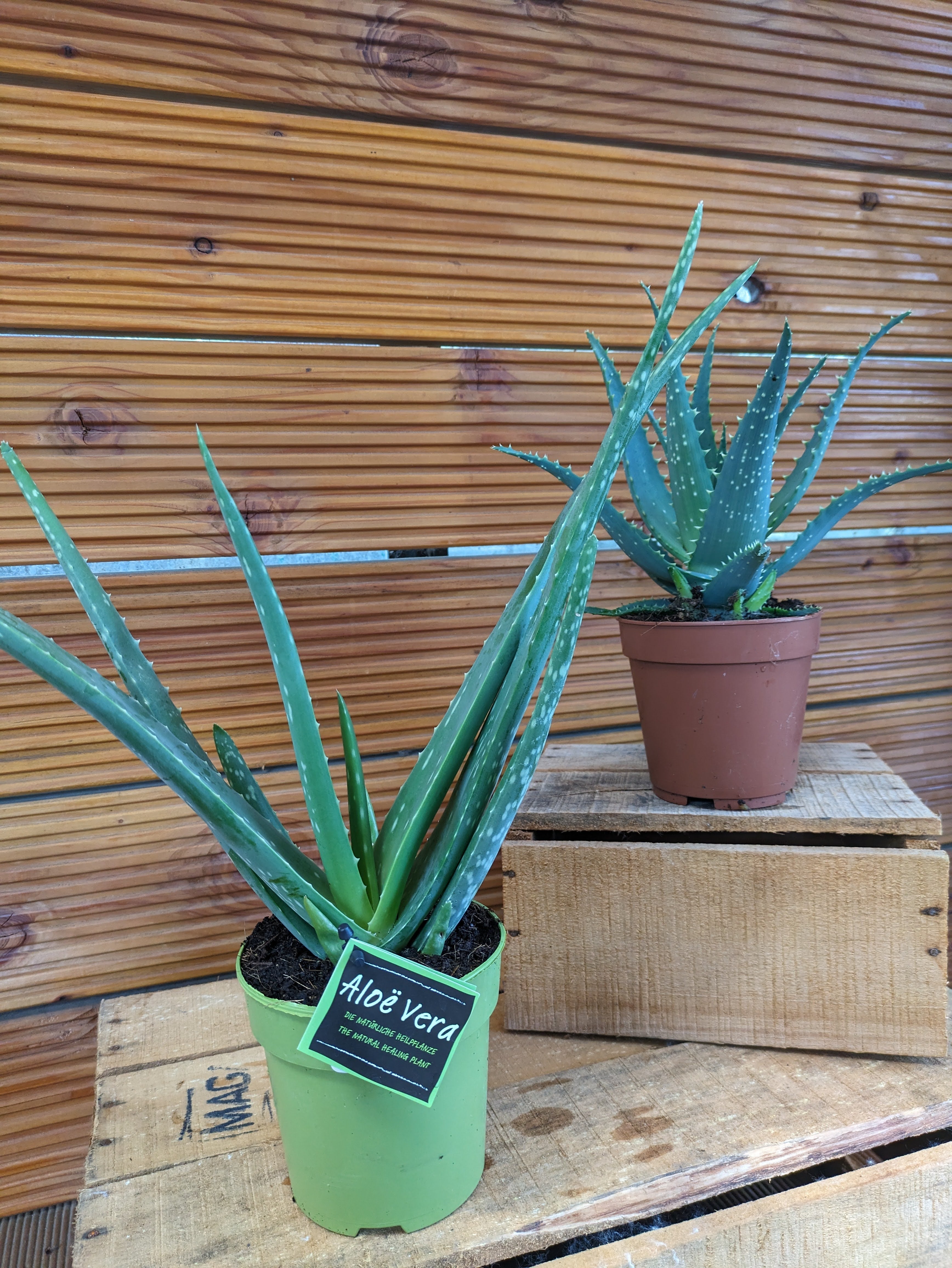 Aloe heilpflanzen