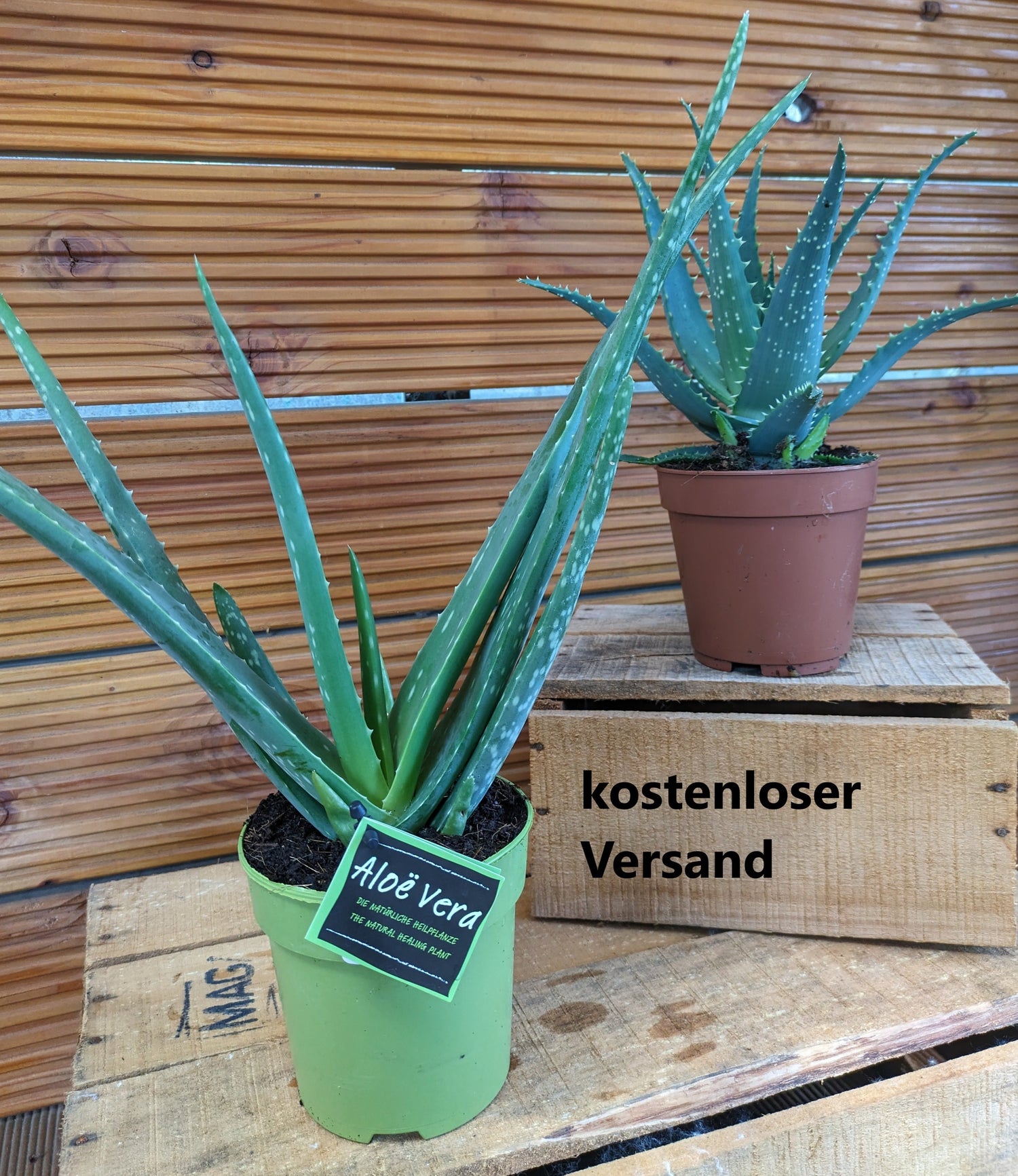 Aloe vera und Aloe arborescens im Set