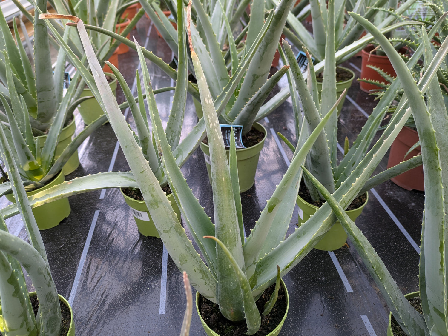 Aloe vera 12cm Topf in der Gärtnerei Toskanagarten Lingenfed