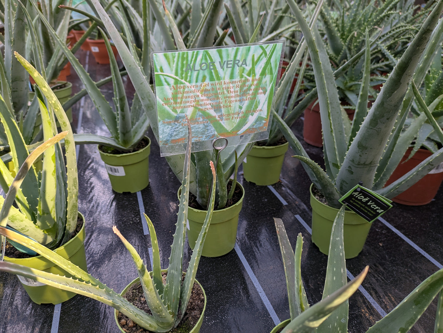 Aloe vera 12cm Topf in der Gärtnerei Scherer