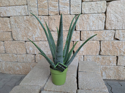 Aloe vera im 12cm Topf vor Steinwand
