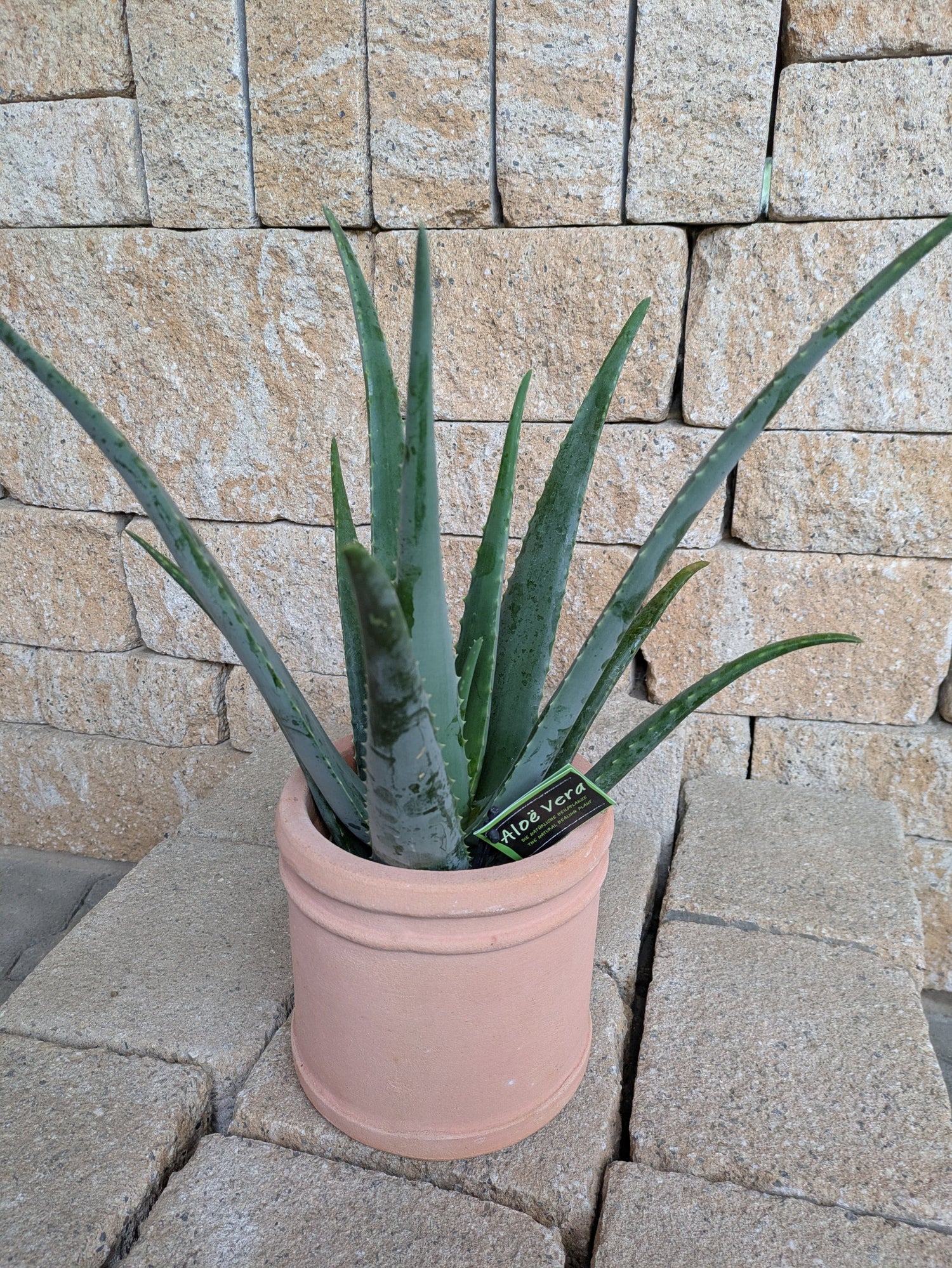 Aloe vera im Übertopf
