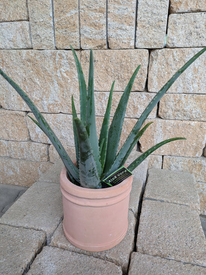 Aloe vera im Übertopf