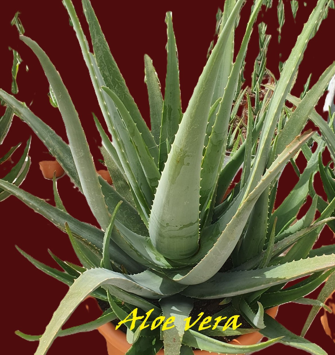 Aloe Vera, klein 4 Stück