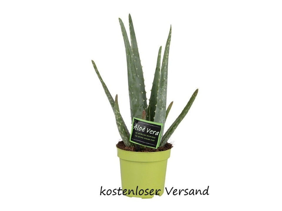 Aloe vera 10,5cm