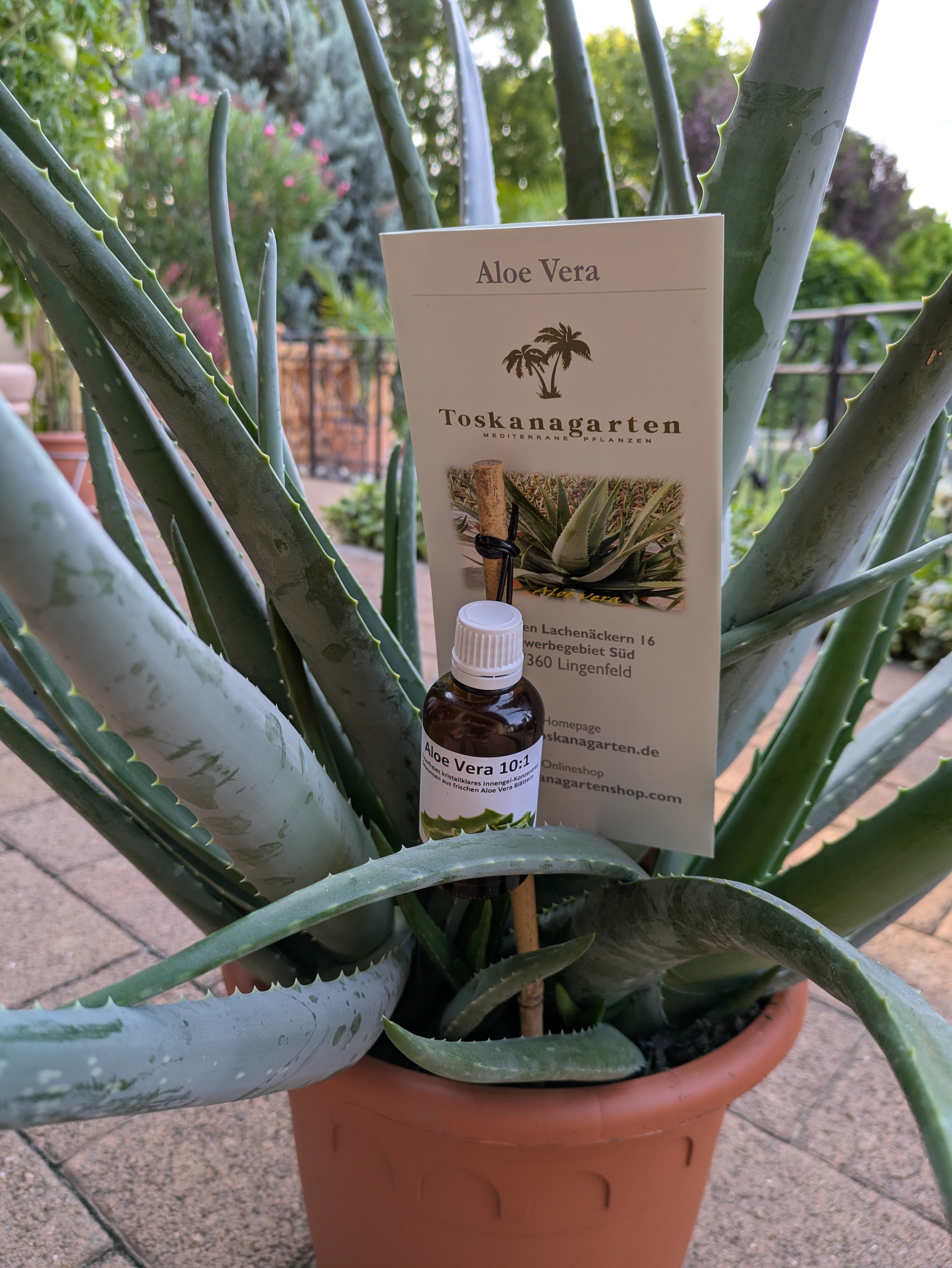 Aloe vera jumbo mit gel und Flyer