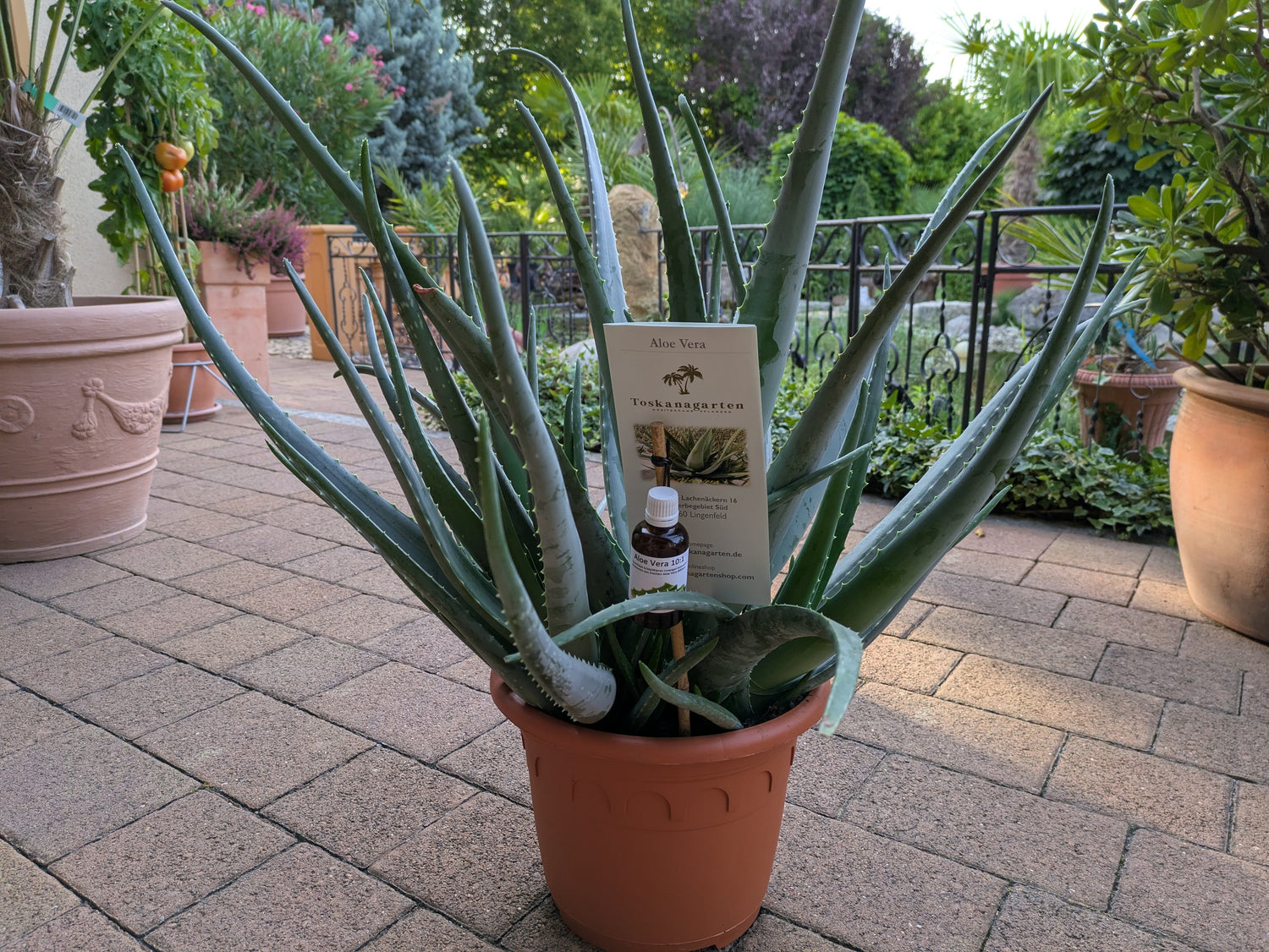 jumbo aloe vera plant Aloe Vera, Jumbo mit Aloe Gel – toskanagartenshop