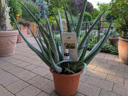 Aloe vera jumbo mit Flyer