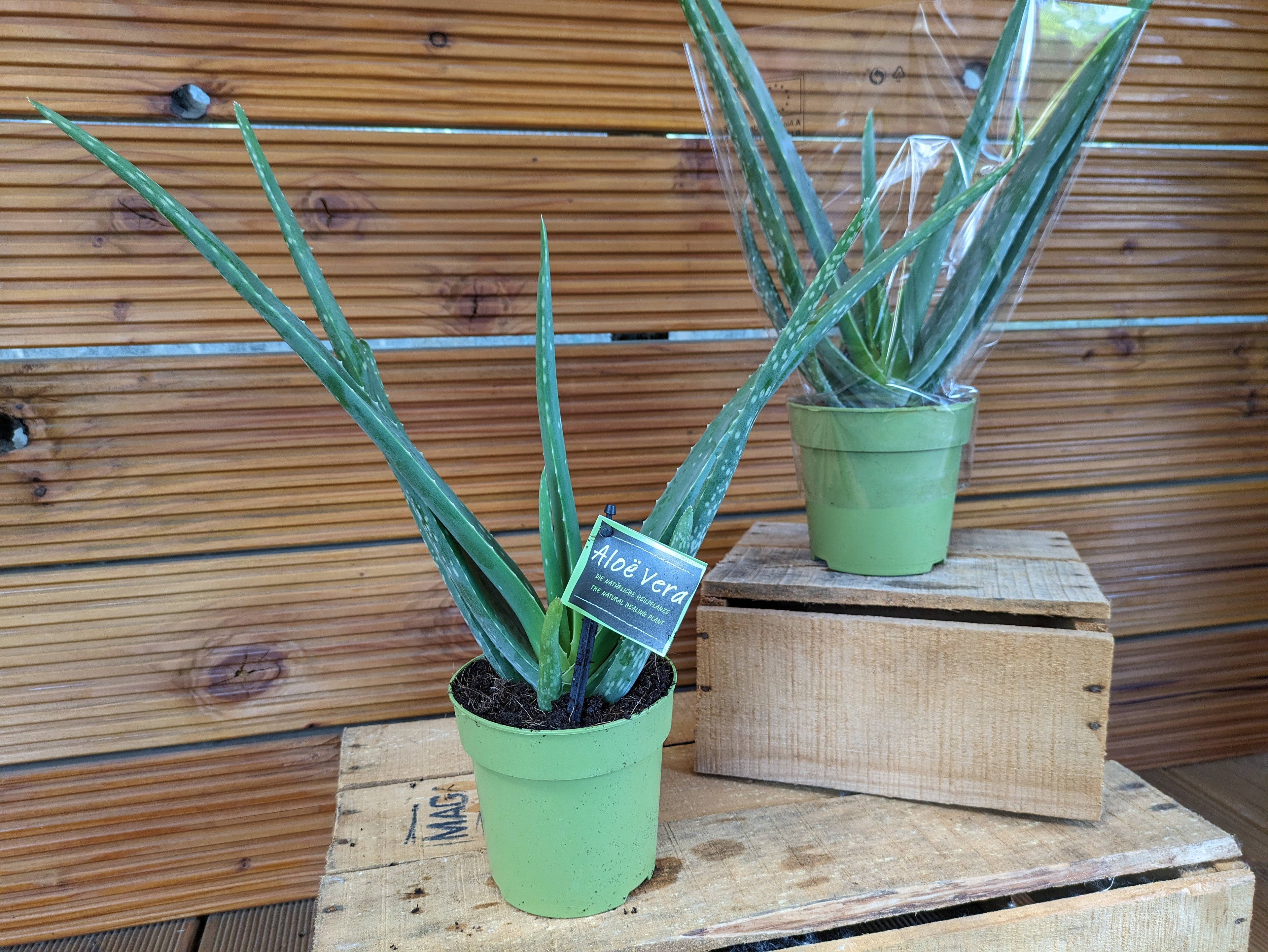 2 Stück Aloe vera 12cm Topf