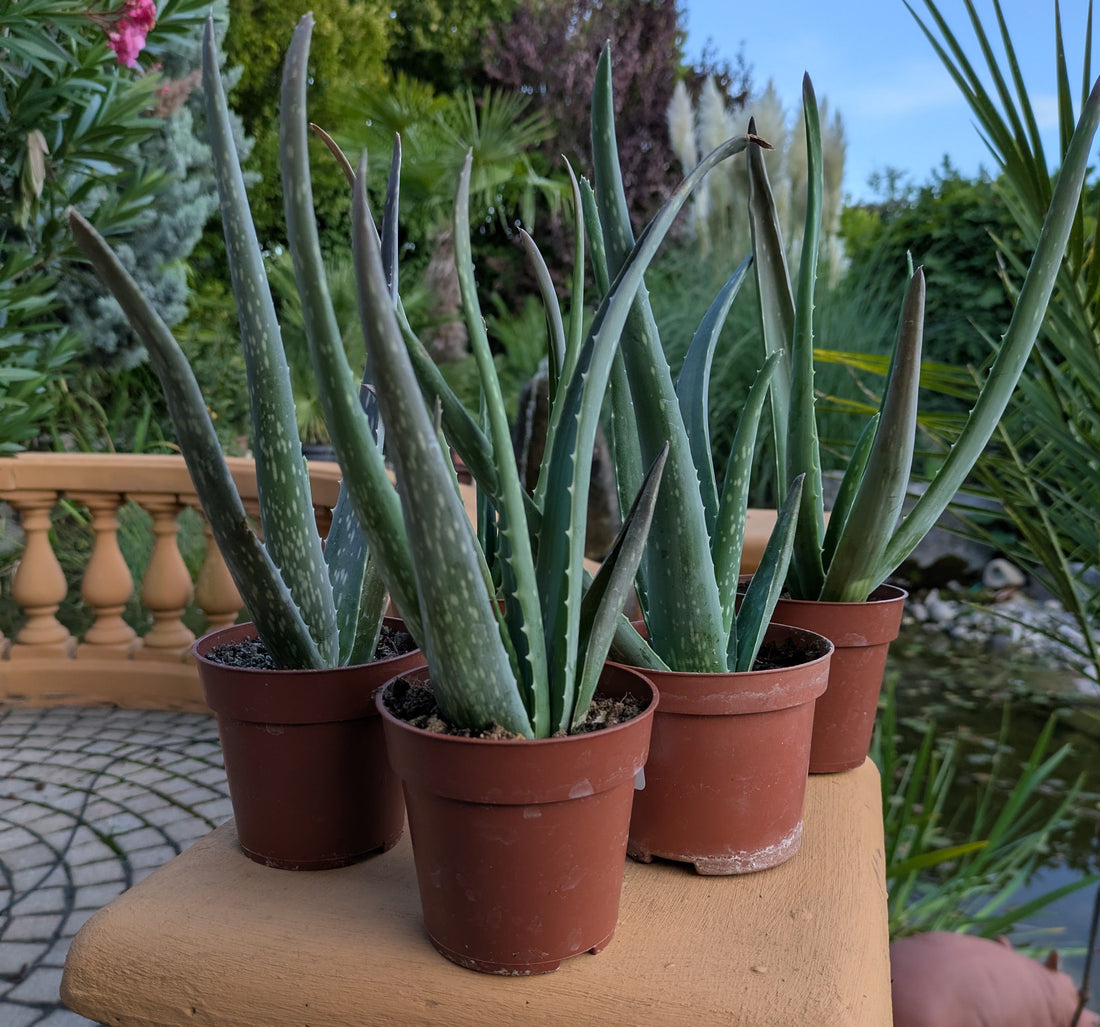 4 Stück Aloe vera 9cm Topf