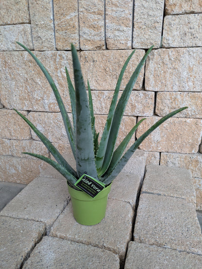 Aloe vera im 12cm Topf