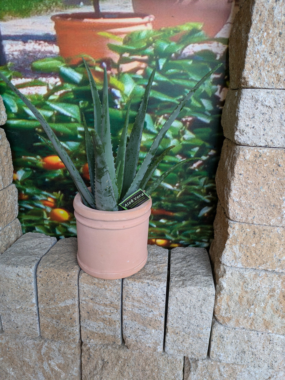 Aloe vera im Fenster