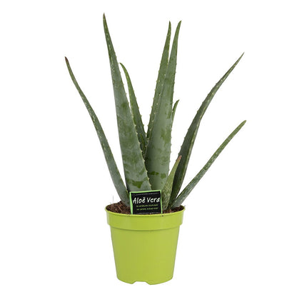 Aloe vera extra groß