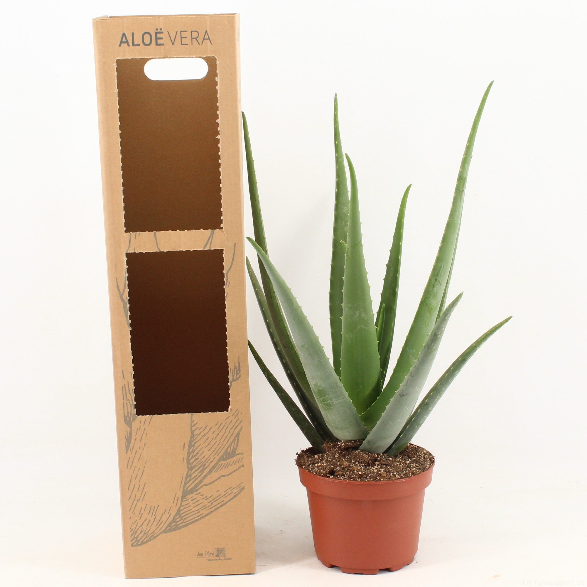 XXL Aloe im Geschenkkarton