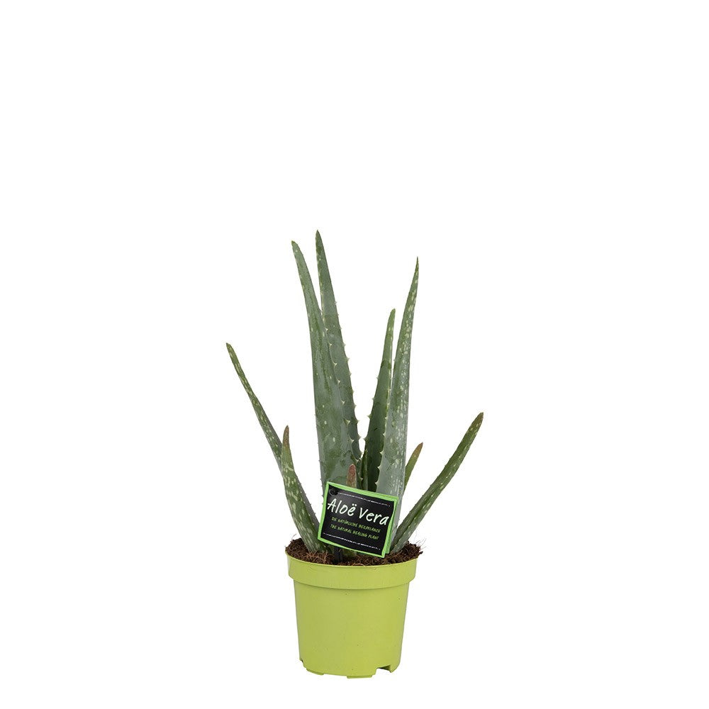 Aloe vera 10,5cm