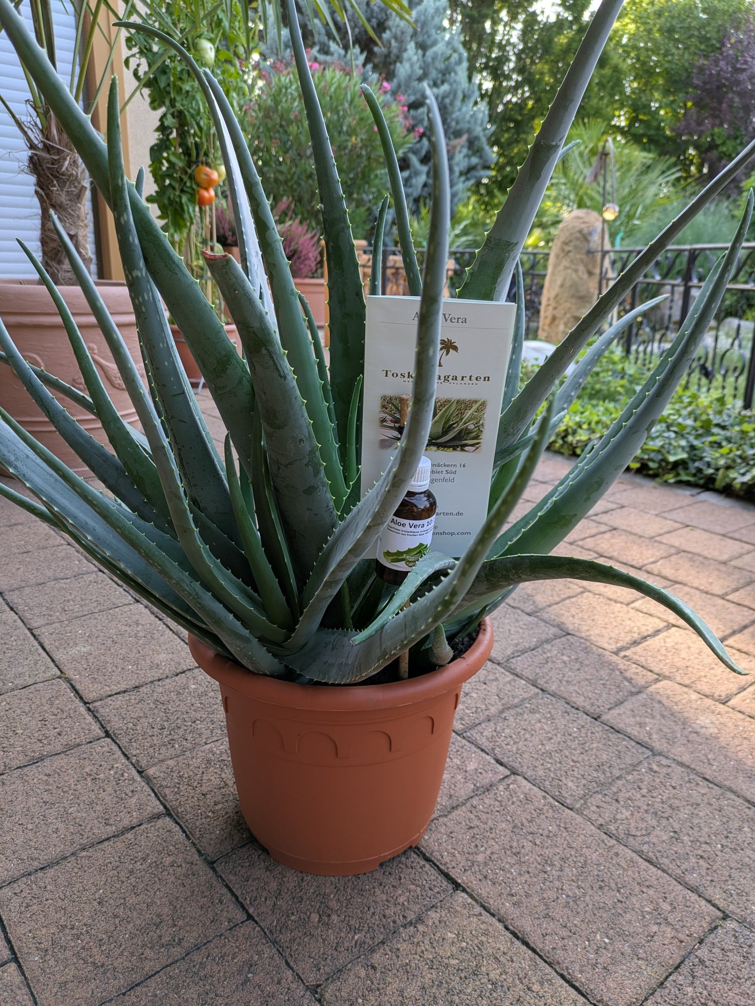 Aloe vera jumbo mit Konzentrat