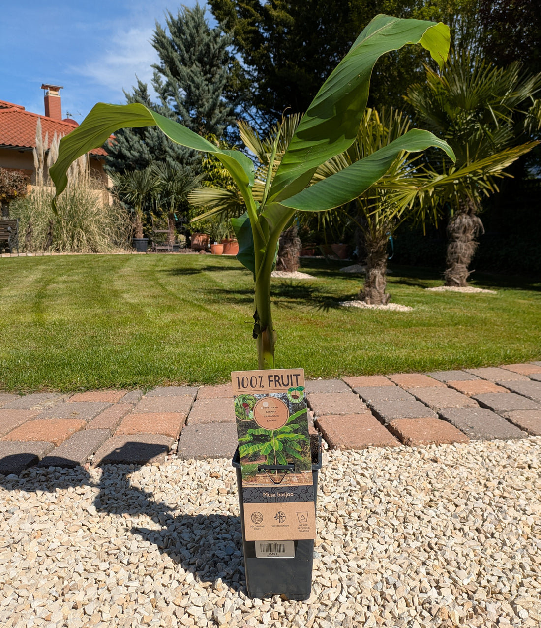 Banane im Toskanagrten