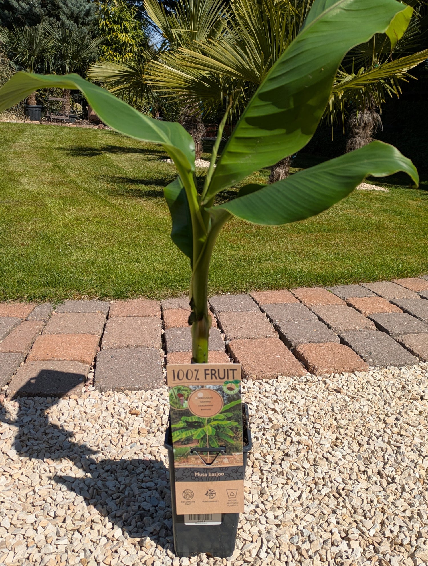 Banane im Toskanagrten Lingenfeld