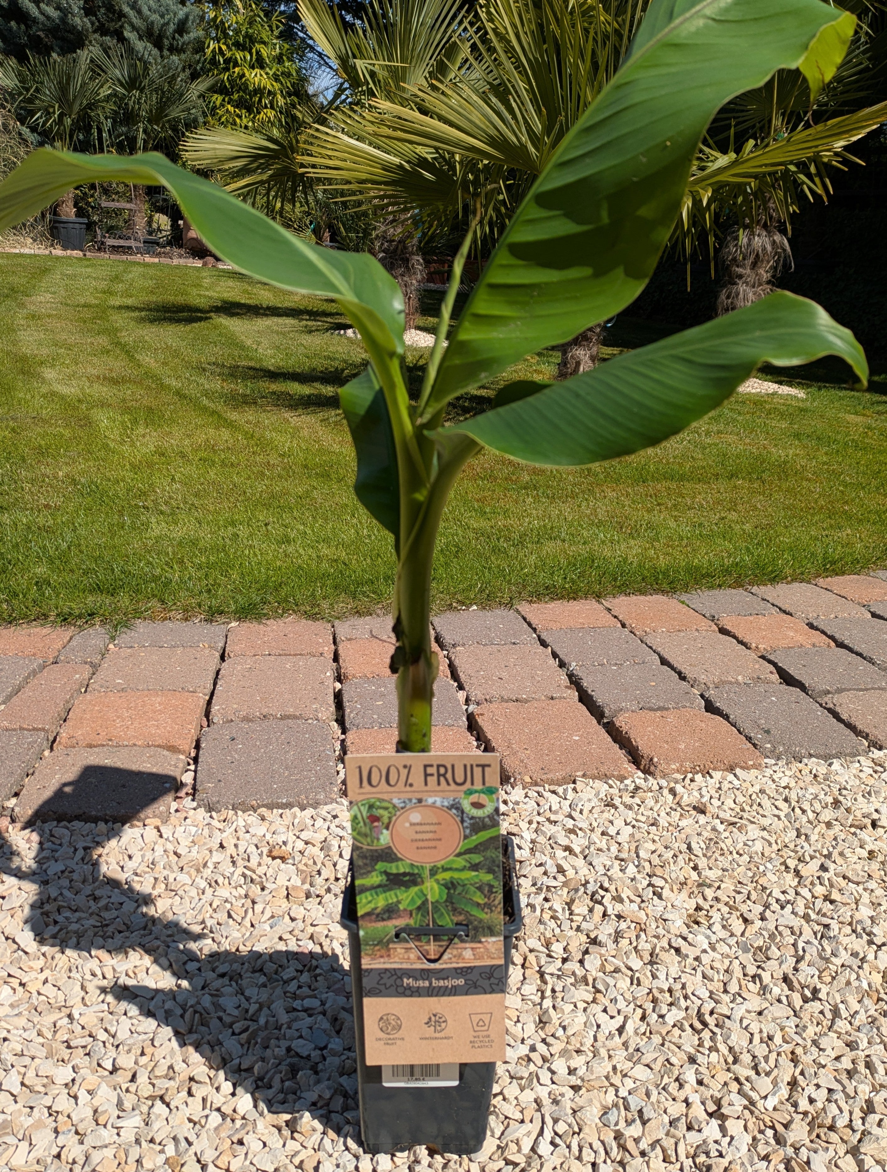 Banane im Toskanagrten Lingenfeld