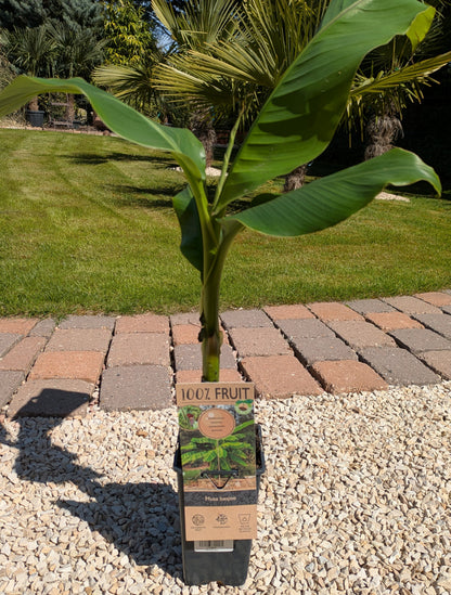 Banane im Toskanagrten Lingenfeld