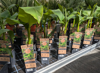 Banane in der Grtnerei Scherer Toskanagarten
