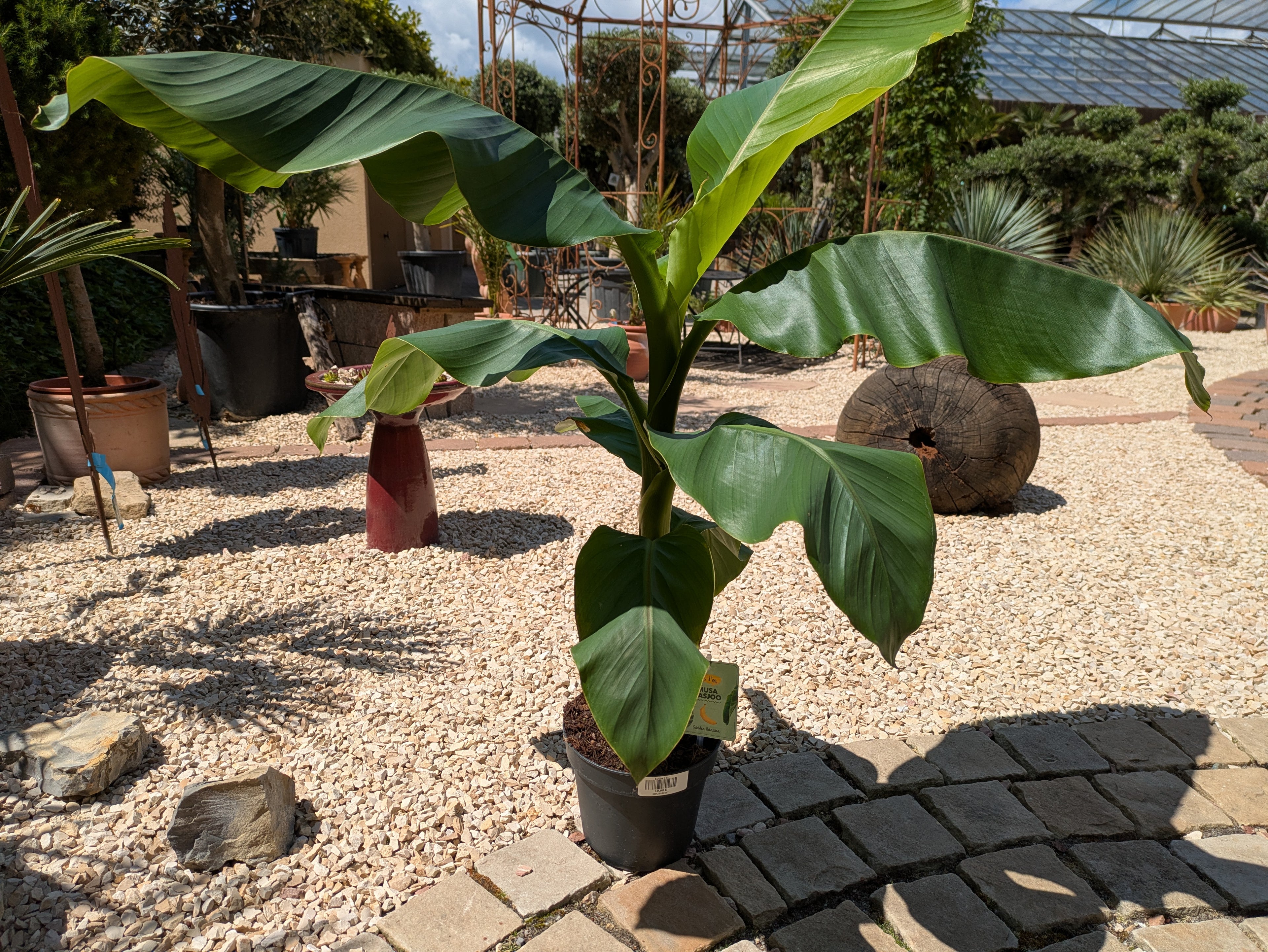 Banane winterhart, Musa basjoo
