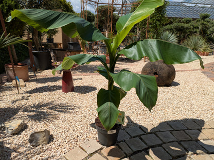 Banane winterhart, Musa basjoo