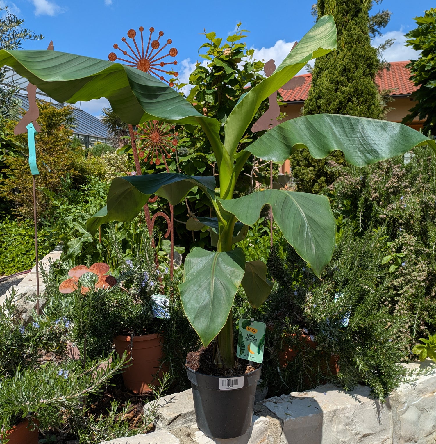 Banane winterhart, Musa basjoo