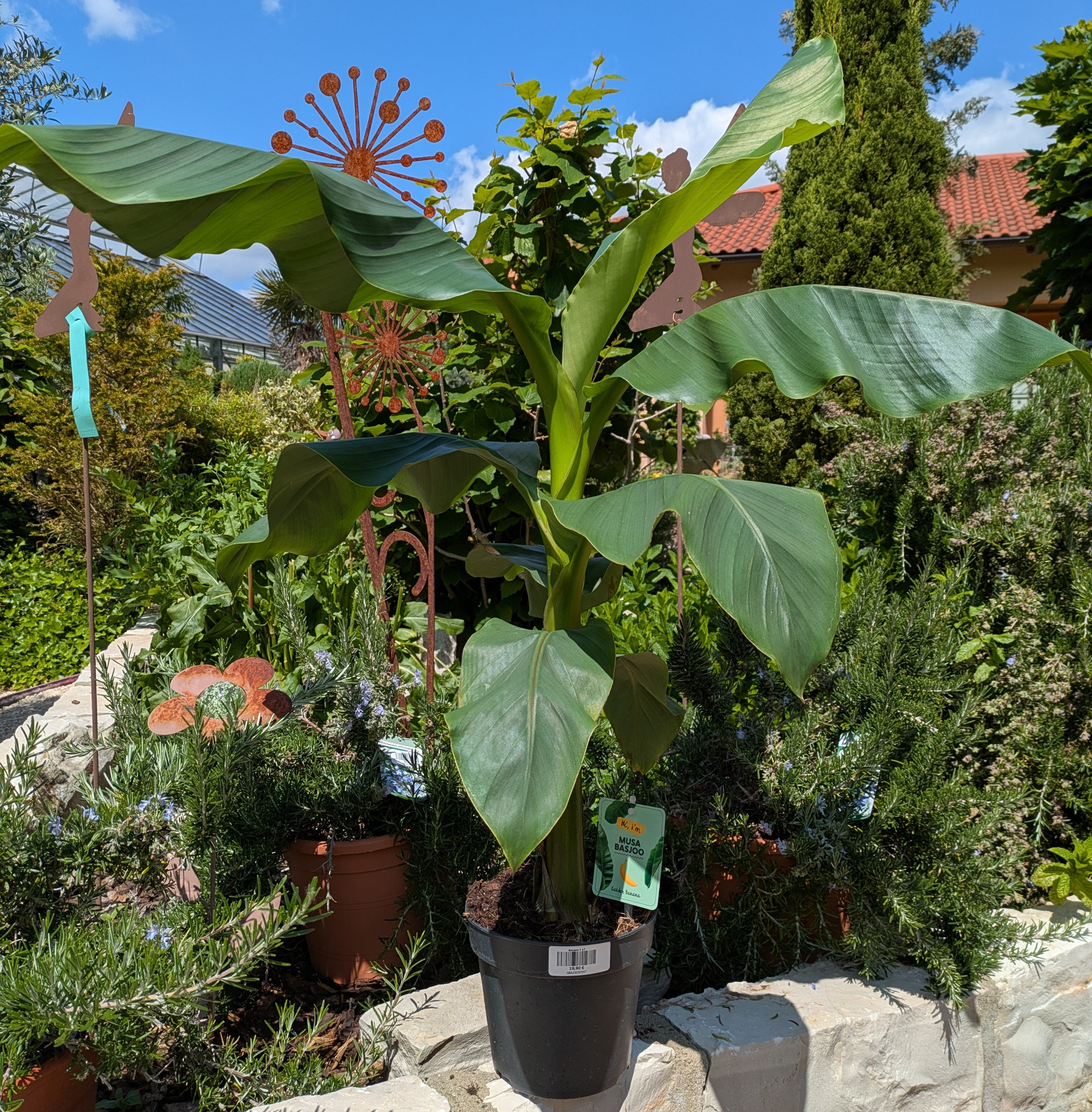 Banane winterhart, Musa basjoo