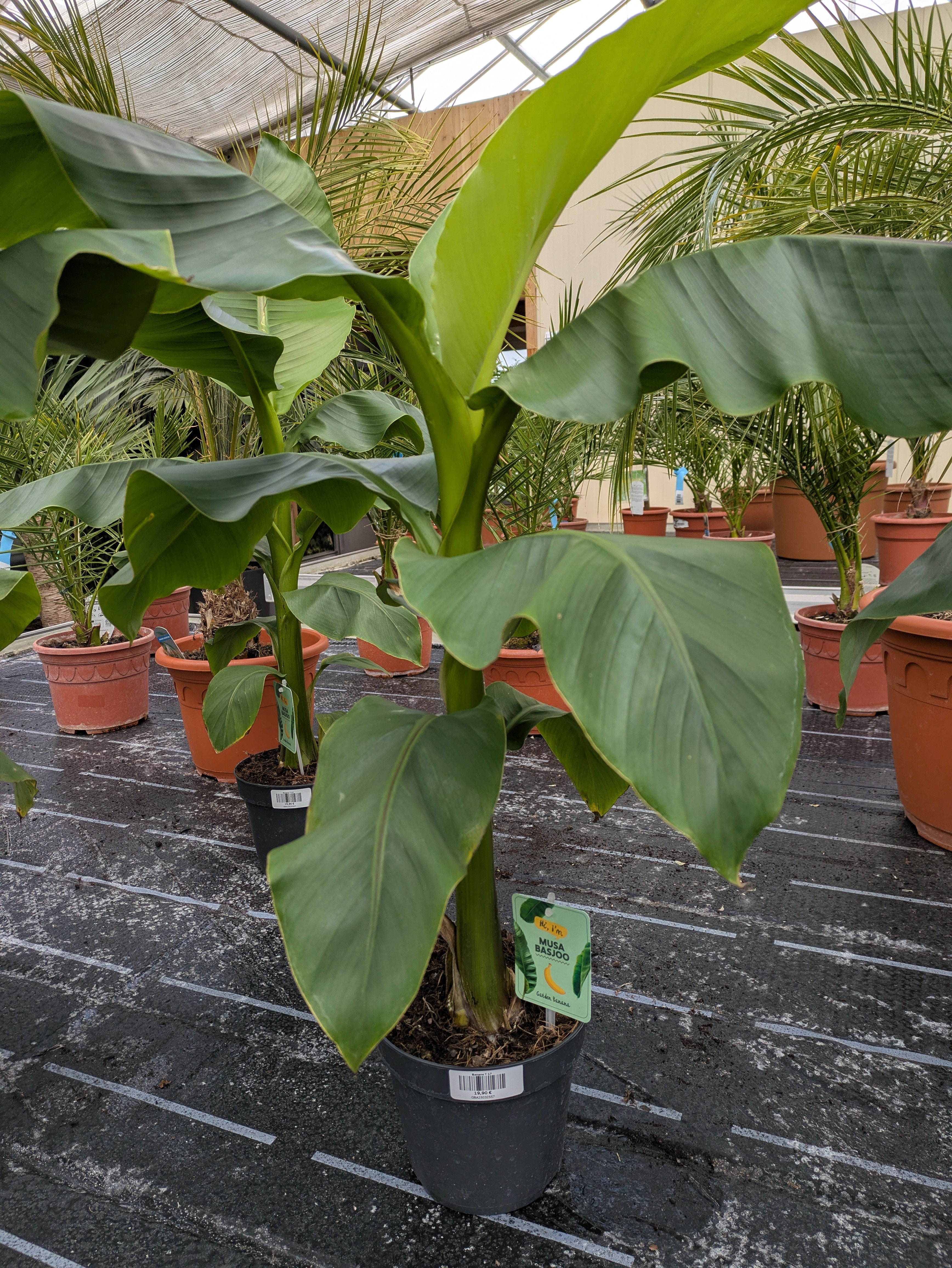 Banane winterhart, Musa basjoo