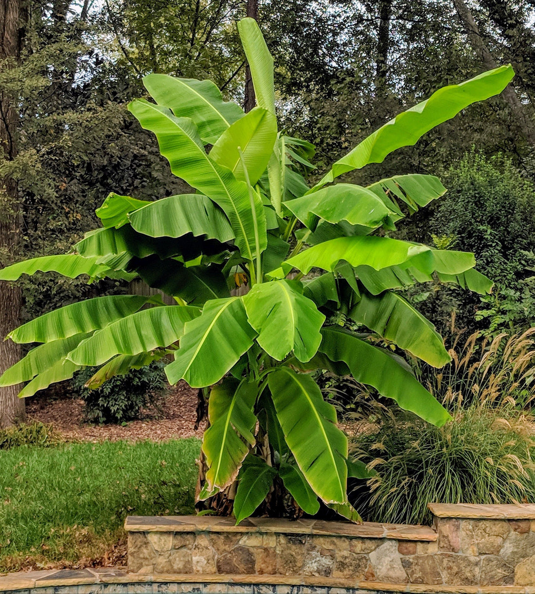 Banane im Toskanagarten