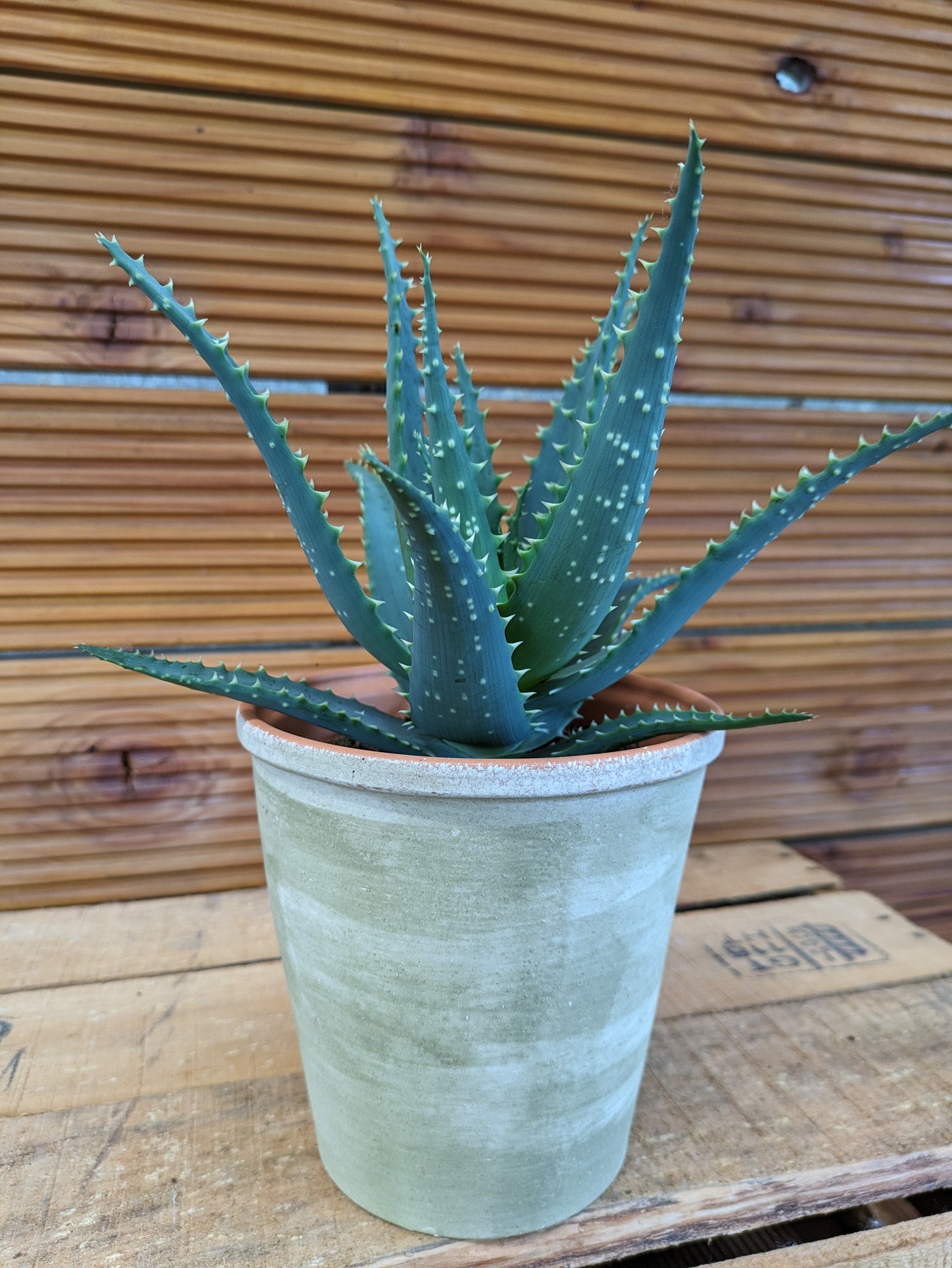 Baumaloe, Aloe arborescens