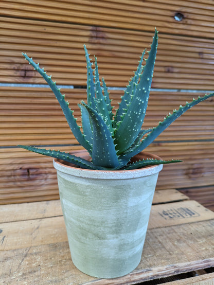 Baumaloe, Aloe arborescens