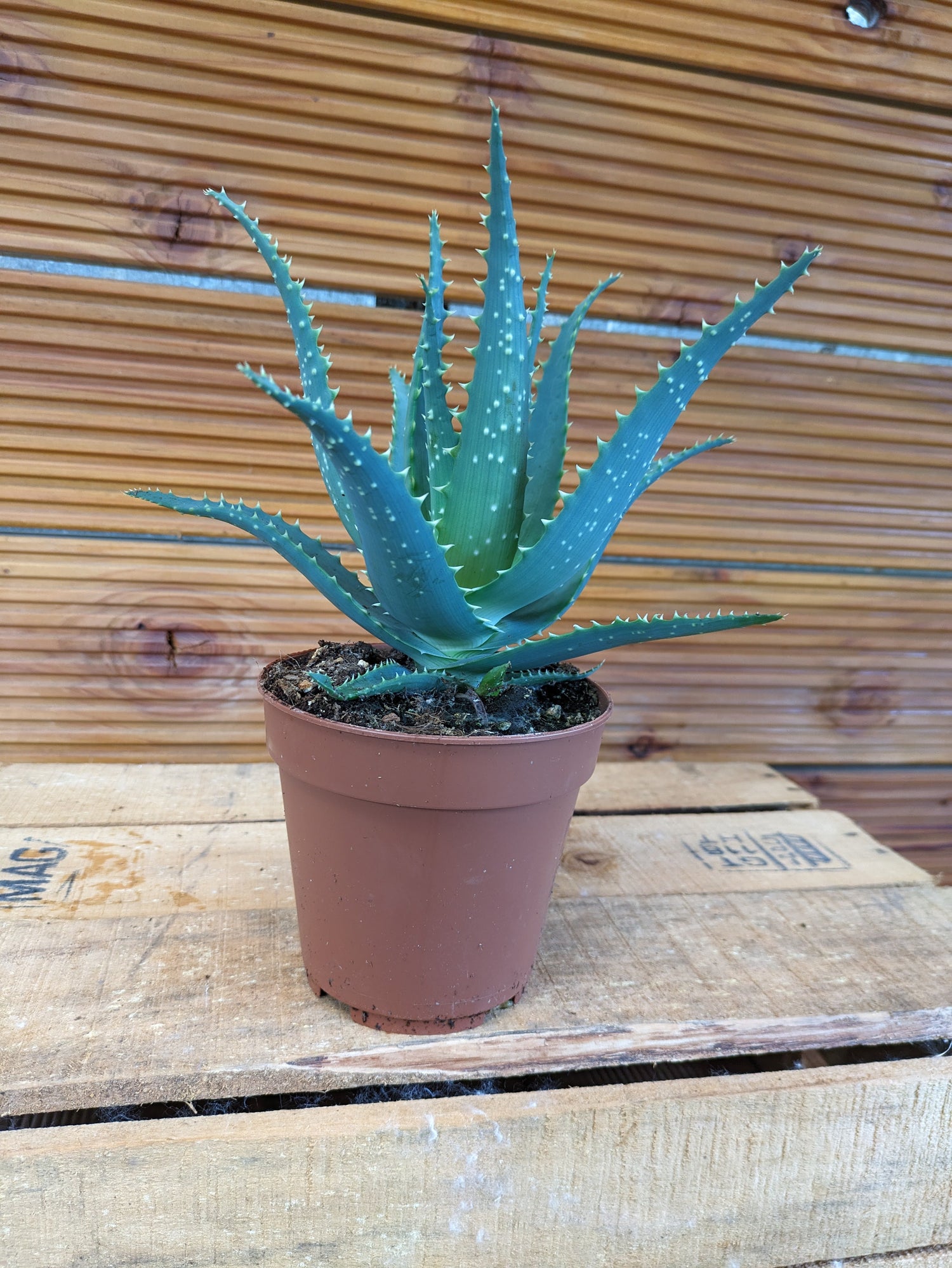 Baumaloe, Aloe arborescens