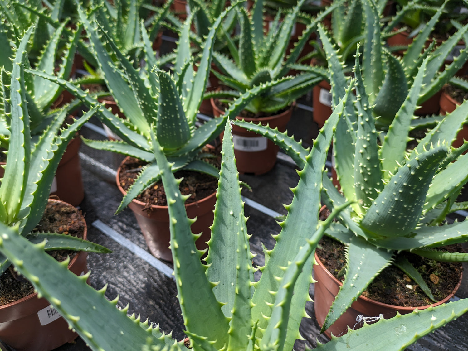 Baumaloe, Aloe arborescens