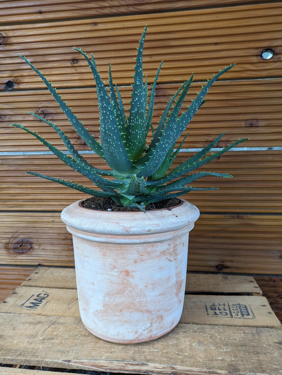 Aloe arbor. im 17 cm Topf