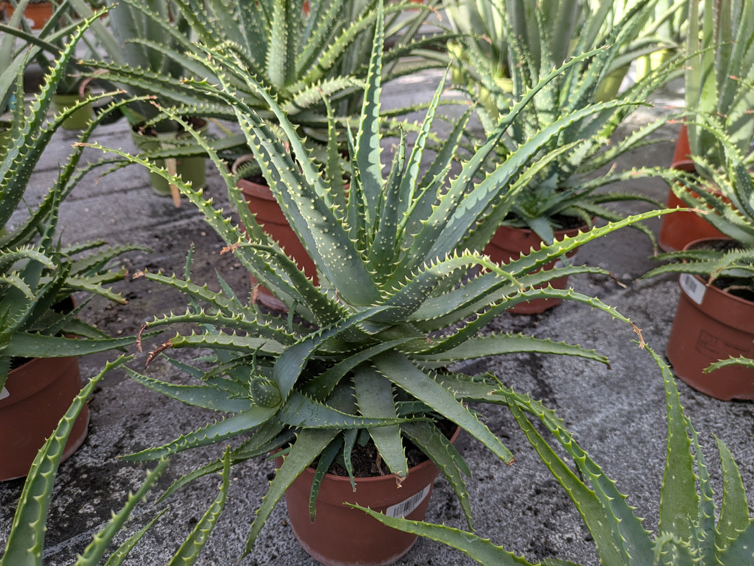 Aloe arborescens extra groß im Toskanagarten