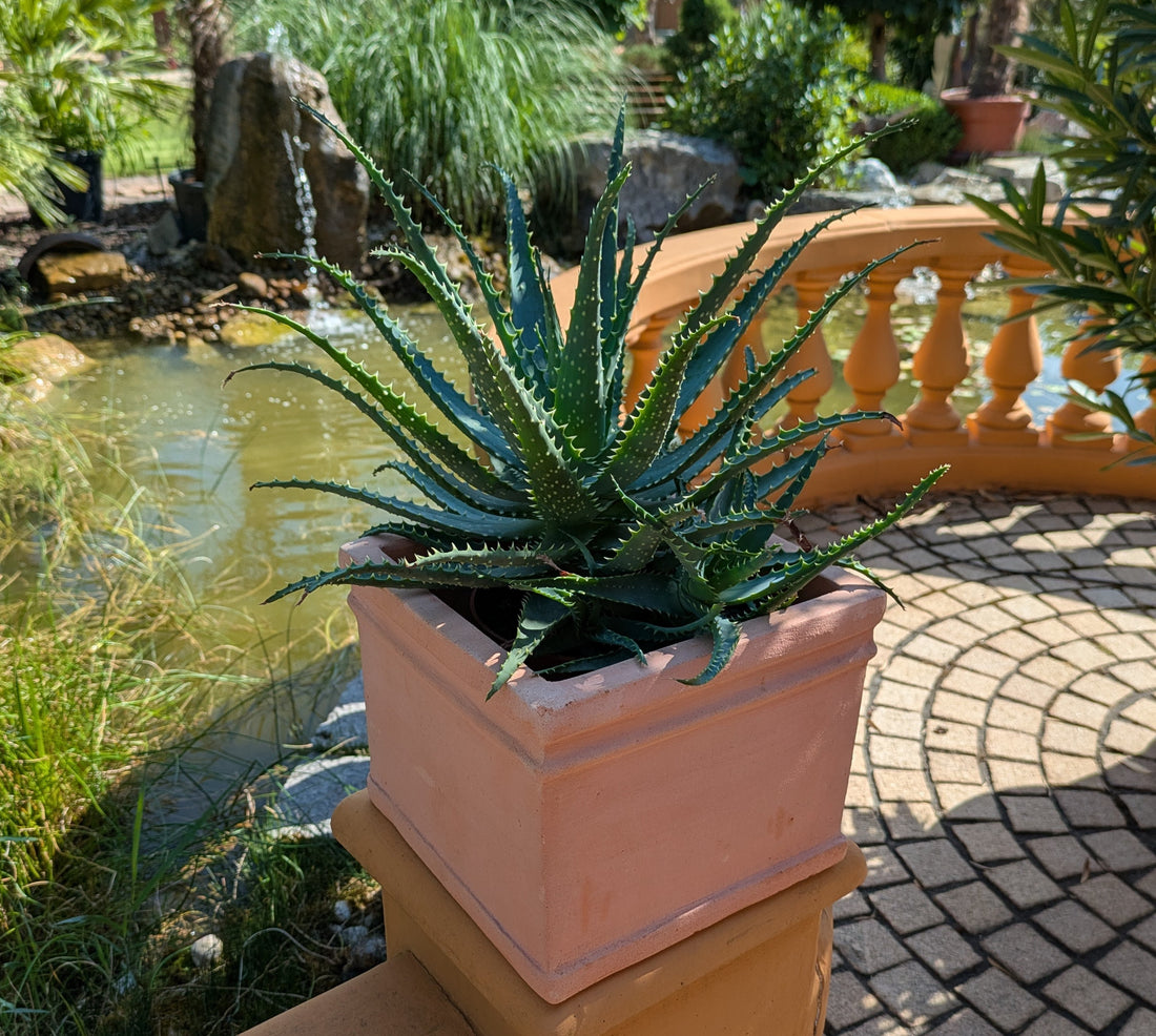 Aloe arbor. im 17 cm Topf