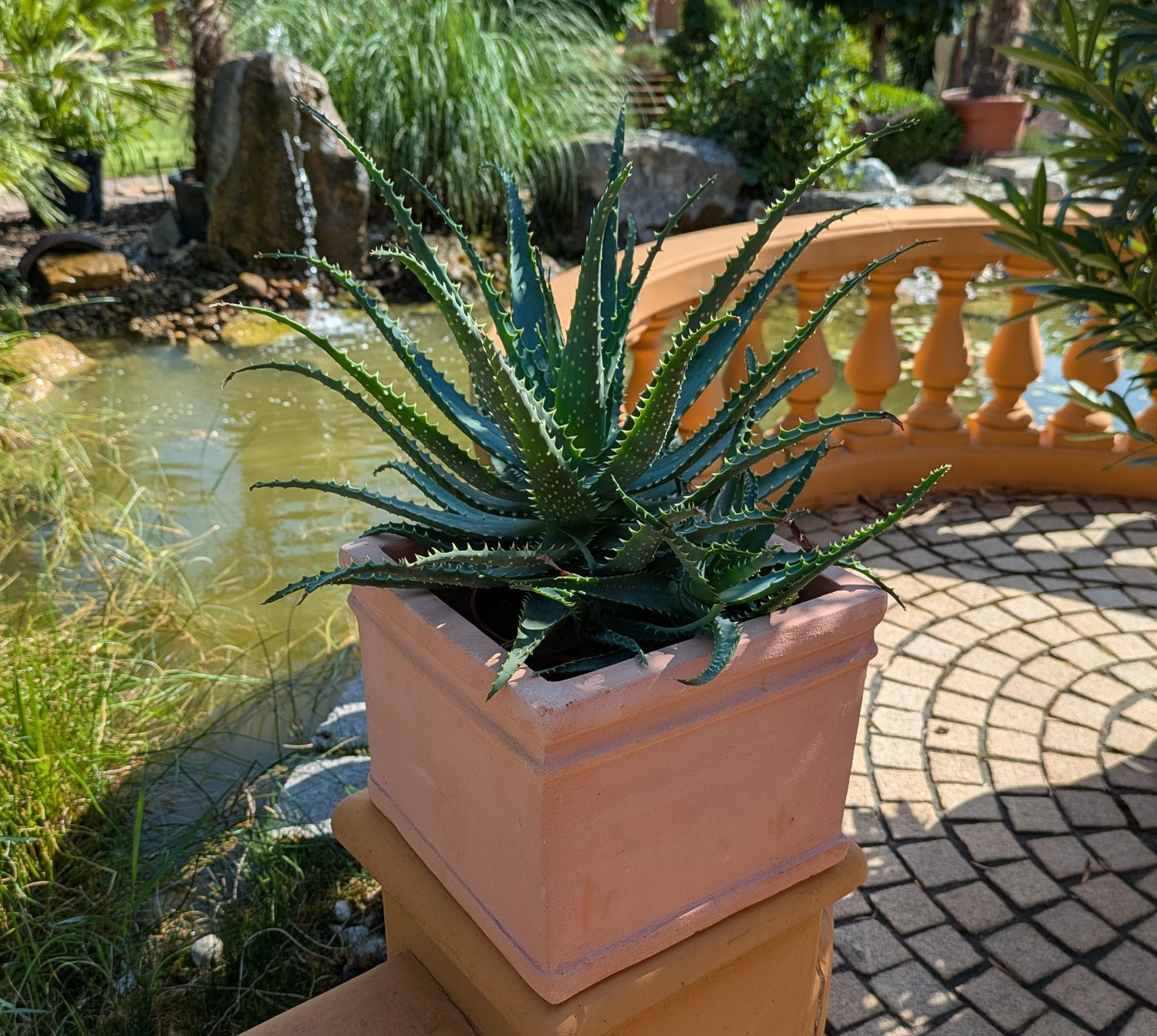 Aloe arbor. im 17 cm Topf