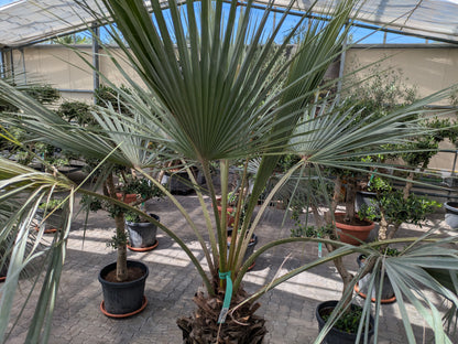 Brahea armata Palme 50 Jahre alt