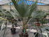 Brahea armata Palme 50 Jahre alt