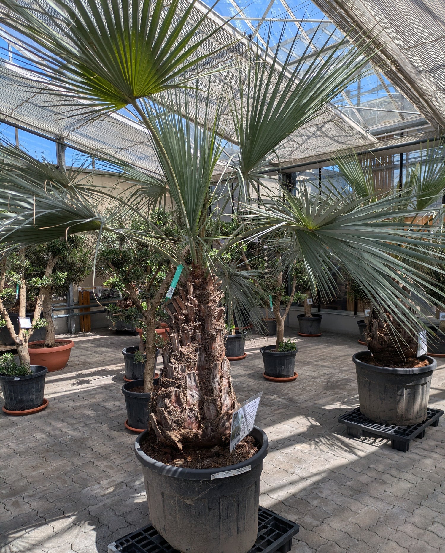 Brahea armata Palme 55 Jahre alt, Toskanagarten Lingenfeld