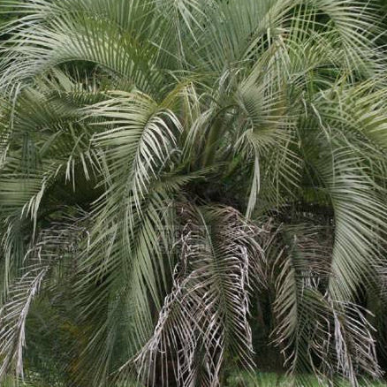 Butia Capitata Geleepalme 300cm 50 Jahre alt