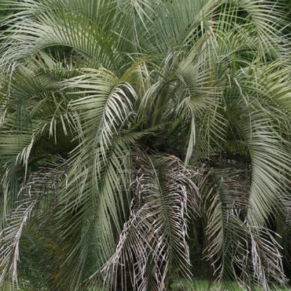 Butia capitata 50Jahre alt Wedel