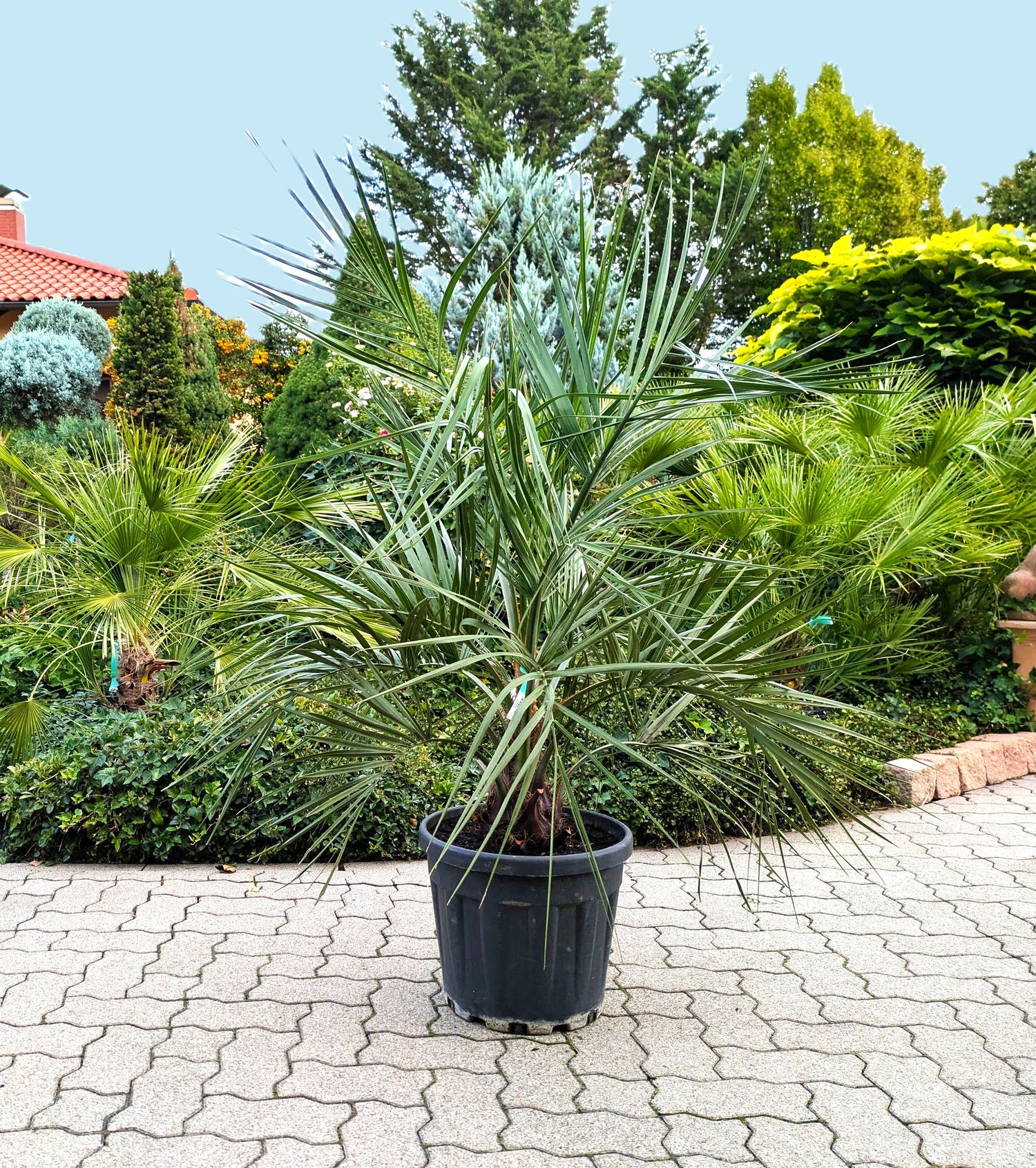 Butia capitata 160cm