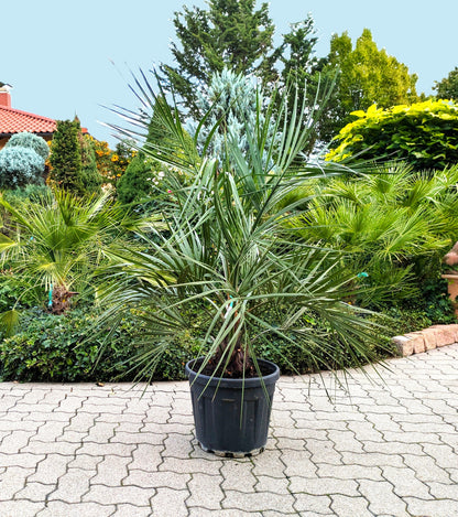 Butia capitata 160cm