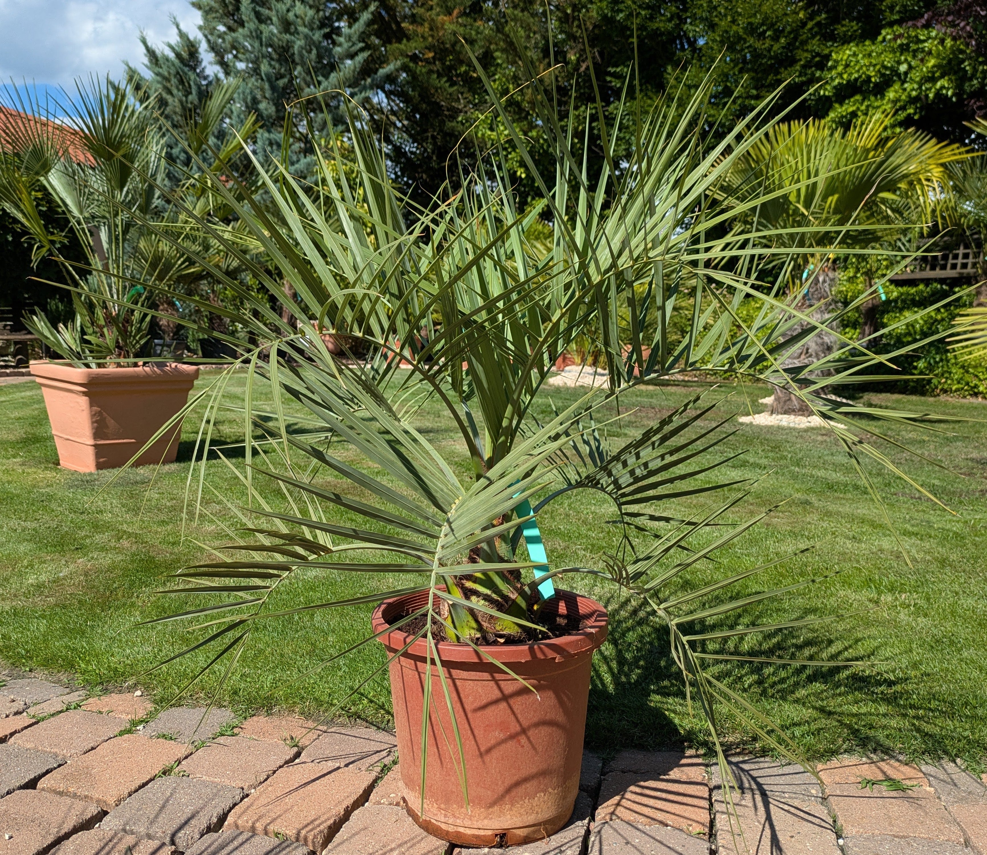 Butia capitata 8 Jahre alt