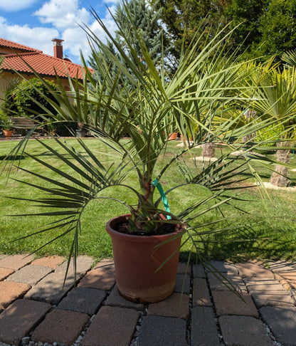 Butia capitata 8 Jahre alt im Toskanagarten Lingenfeld