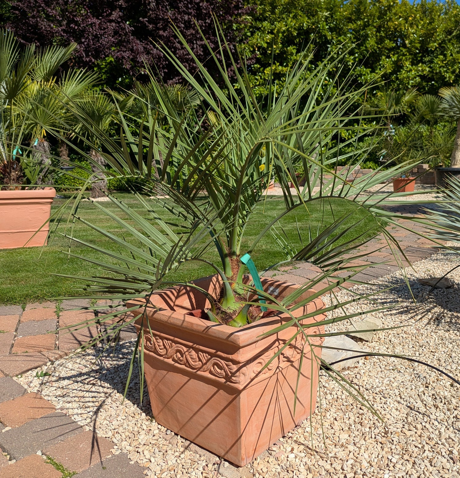 Butia capitata 8 Jahre alt im Übertopf